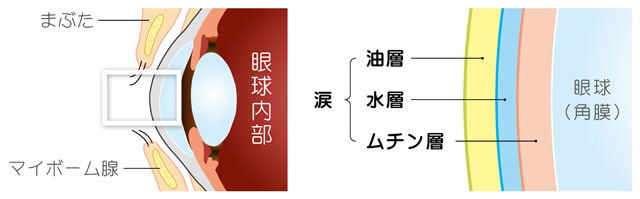 涙の構造