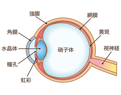 網膜 剥離 原因